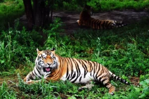 Tailandia enfrenta brote de peste felina: 72 tigres fallecen en diez días y no hay relación con gripe aviar