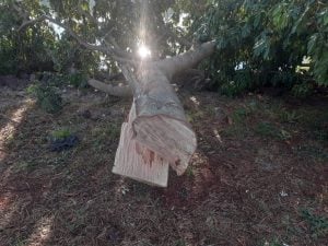 Denuncian desmonte total en una zona clave cerca del Parque El Puma