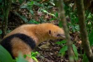 Moconá: liberan en la selva misionera a monos, un oso melero y un tucán