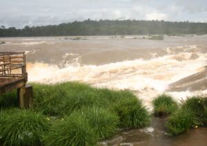 Paspalum lilloi: El pasto misionero con una asombrosa capacidad de reproducción que se convirtió en Monumento Natural