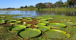 Día Mundial de los Humedales 2026: la protección de glaciares como prioridad hídrica