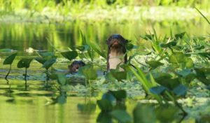 Día Mundial de los Humedales 2026: la protección de glaciares como prioridad hídrica