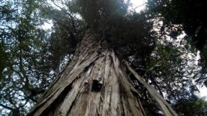 Con 2.630 años, el Alerce Abuelo de la Patagonia es el segundo árbol más viejo del mundo