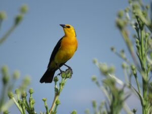 Aves Argentinas crea una nueva reserva de 1.300 hectáreas