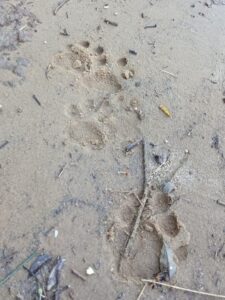 Avistan una yaguareté con dos crías en el Parque Nacional Iguazú