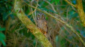 Lechuzas alilicucú vuelven a su hábitat