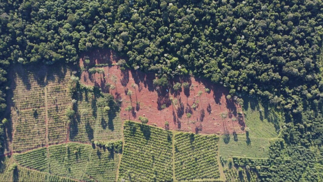 Misiones intensifica la lucha contra la deforestación