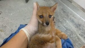 Misiones | Rehabilitación de fauna silvestre: un desafío diario y compromiso social