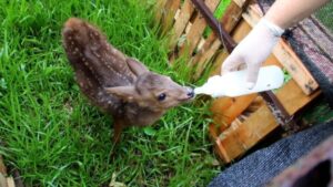 Misiones | Rehabilitación de fauna silvestre: un desafío diario y compromiso social