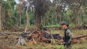 Misiones intensifica la lucha contra la deforestación