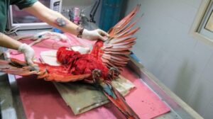 Misiones | Rehabilitación de fauna silvestre: un desafío diario y compromiso social