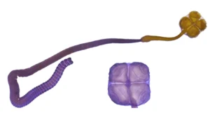 descubrimiento del gusano Acanthobothrium goleketen