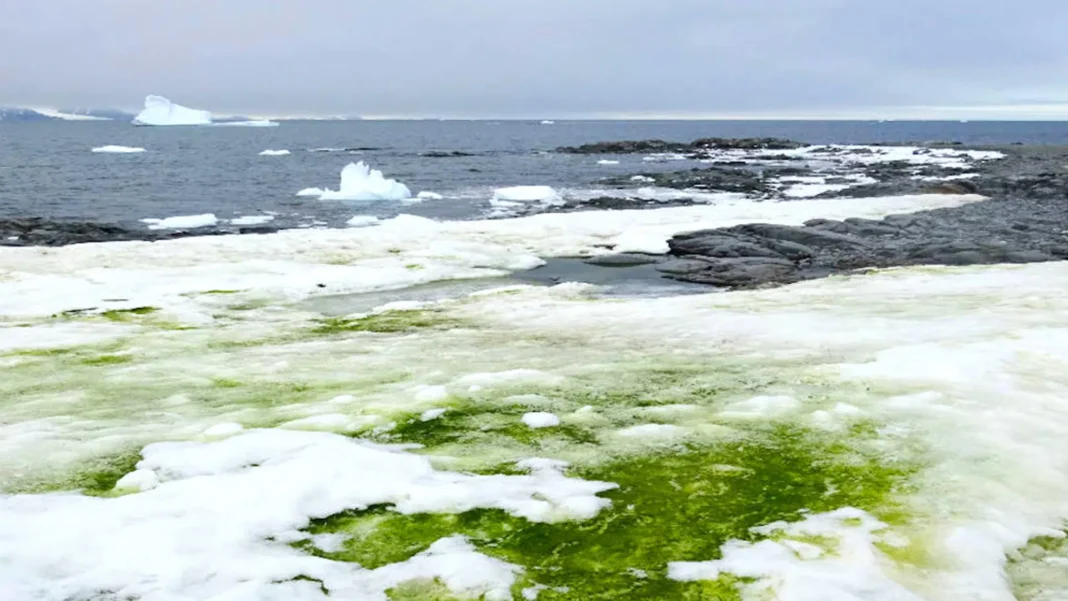 El fenómeno del hielo verde en la Antártida