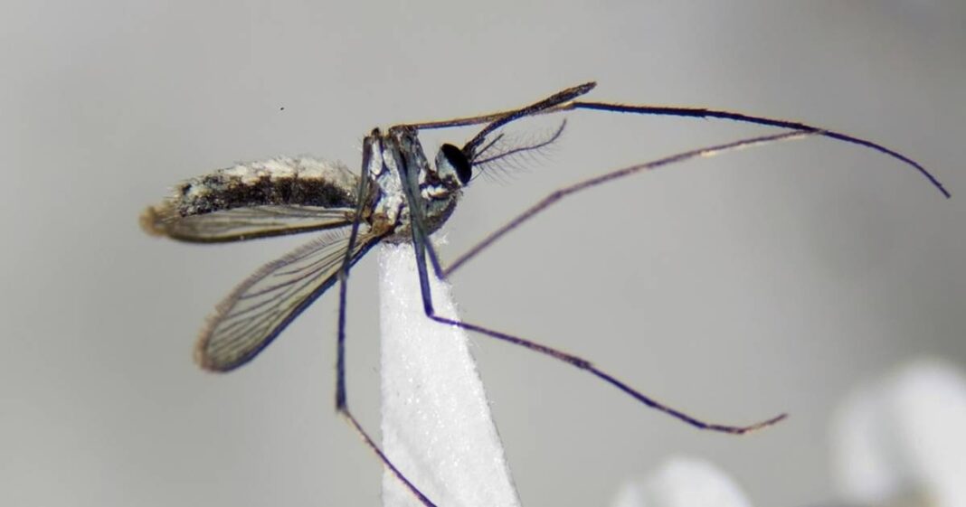 Wyeomyia argentina, la nueva especie de mosquito hallada en Corrientes por investigadoras de la UNNE