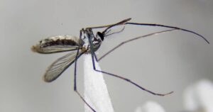 Wyeomyia argentina, la nueva especie de mosquito hallada en Corrientes por investigadoras de la UNNE