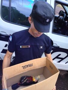 Rescatan en Misiones a un coatí, varios loros y un tucán en un operativo conjunto entre policías y ambientalistas
