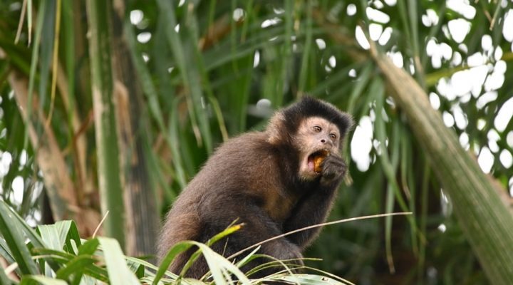Un estudio sobre monos revela estrategias para reducir pérdidas en la industria maderera y conservar la fauna