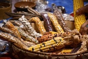 Misiones albergará un encuentro internacional centrado en semillas y agrobiodiversidad