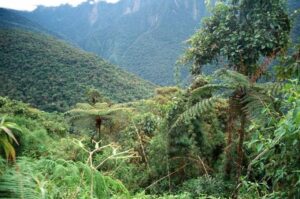 Brasil alcanzó el nivel más bajo de deforestación en la selva atlántica