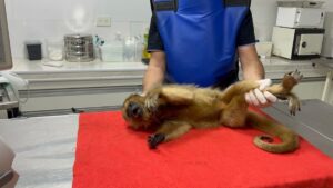 Ecología rescató a un mono carayá en una zona urbana de Posadas y lo trasladó al Parque El Puma