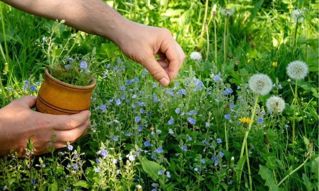 Plantas medicinales de otoño: alternativas naturales para fortalecer el organismo