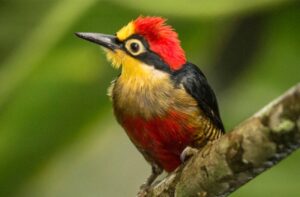 Misiones se consolidó como líder nacional en observación de aves durante el Gran Día de Observación de Aves