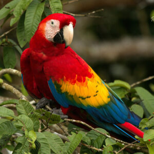 guacamayo escarlata