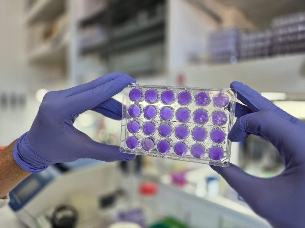 Descubren un mecanismo compartido de reproducción en los virus del dengue, Zika y la fiebre amarilla