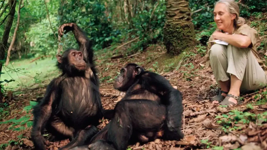 Ley Jane Goodall en España, restricciones a la experimentación con primates y a su uso en espectáculos comerciales
