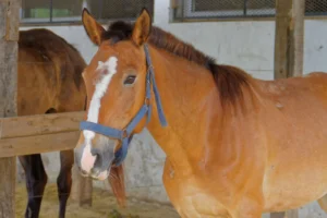 Caballos rescatados se convierten en guardianes de Parques Nacionales
