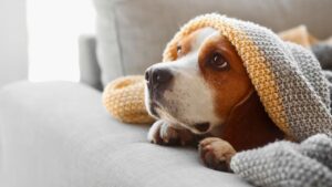 Frente a la llegada del frío, qué recomiendan los expertos para cuidar la salud de las mascotas