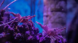 salvan a más de 700 animales marinos traficados desde Kenia