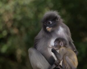Langur oscuro