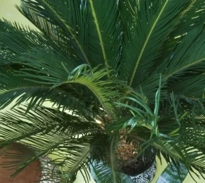 Palmera de sagú (Cycas revoluta)