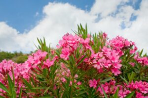 Adelfa (Nerium oleander)