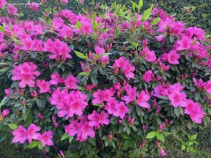 Azalea