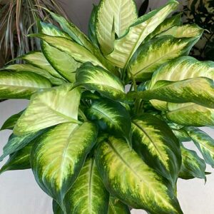 Dieffenbachia (caña muda)