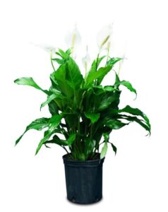 Lirio de la paz (Spathiphyllum)
