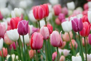 tulipanes