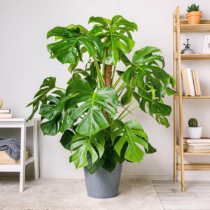 Monstera deliciosa (costilla de Adán)