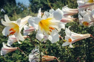 Lirio verdadero (Lilium)