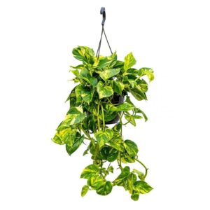 Poto (Epipremnum aureum)