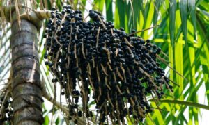 El auge del consumo de açaí genera preocupación por su impacto sobre la biodiversidad amazónica