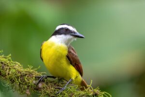 Qué significa escuchar el canto de un benteveo en el jardín