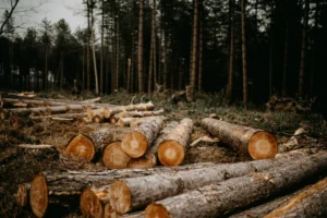 Argentina perdió más de 550 mil hectáreas de bosque nativo