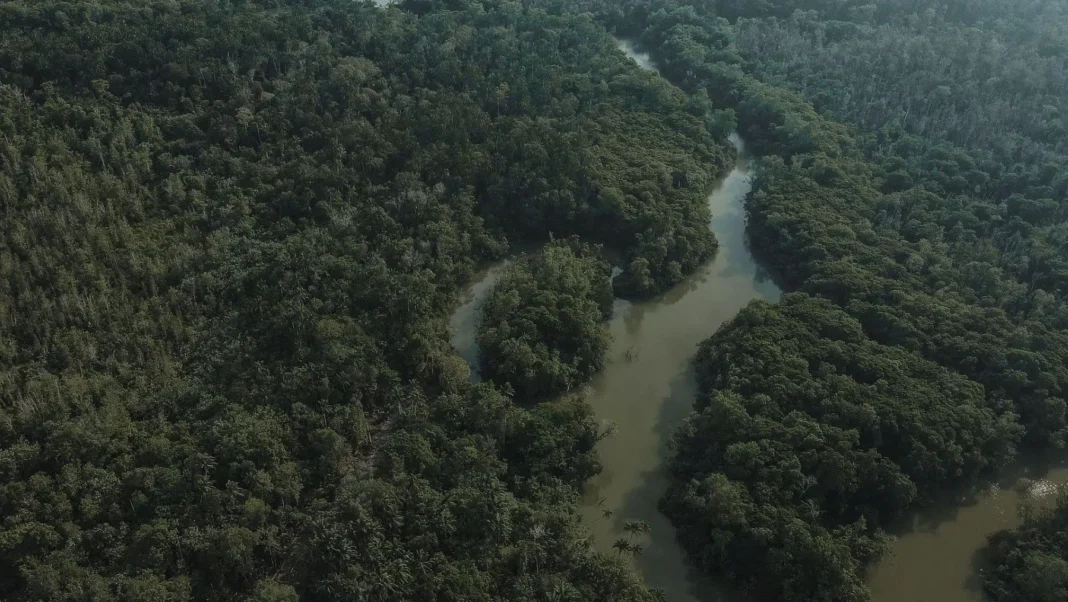 La Amazonía brasileña registró durante el primer semestre de 2026 una de las mayores reducciones de deforestación de los últimos años
