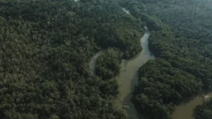 La Amazonía brasileña registró durante el primer semestre de 2026 una de las mayores reducciones de deforestación de los últimos años