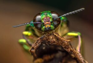 Un estudio revela que la Tierra podría albergar hasta 20 millones de especies de insectos