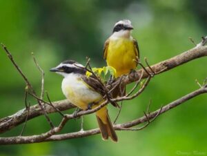 Qué significa escuchar el canto de un benteveo en el jardín