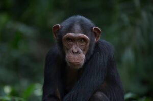 Día Mundial del Chimpancé